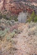 Trail through the canyon floor.  There is a suprising amount of vegitation.