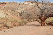 Wash leading to Little Wild Horse and Bells Canyons