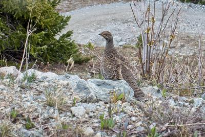 A ptarmigan by the road