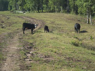 Cows on the ski run